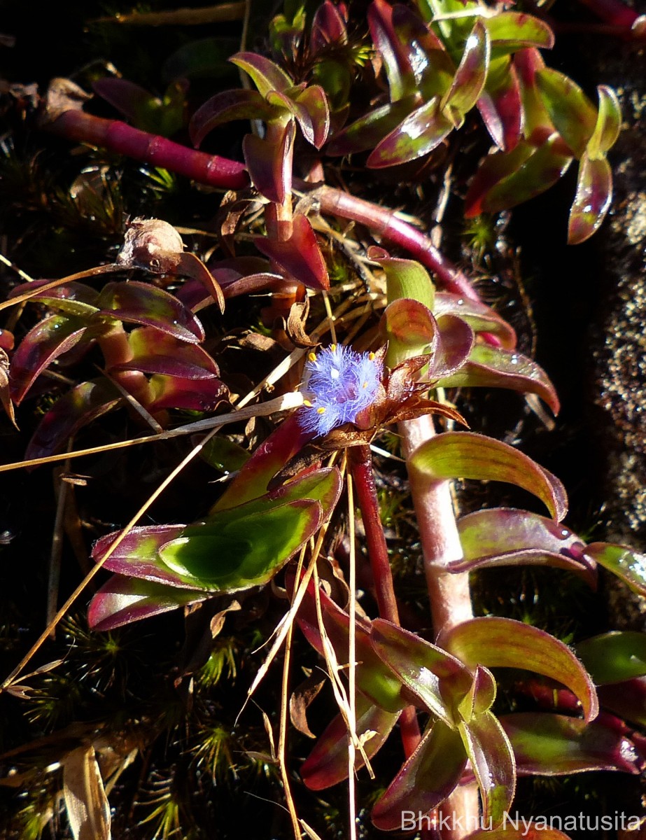 Cyanotis obtusa (Trimen) Trimen